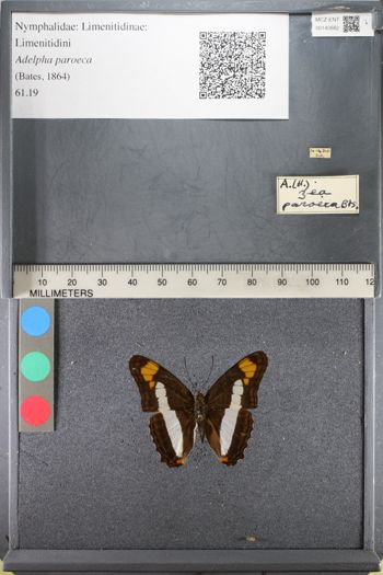 Media type: image;   Entomology 140882